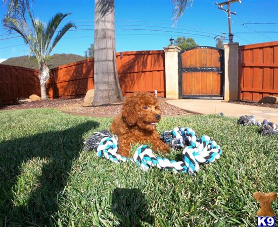 PuppyAvenue Picture 3